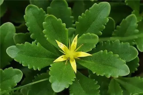 康乃馨在哪个季节修剪根部合适