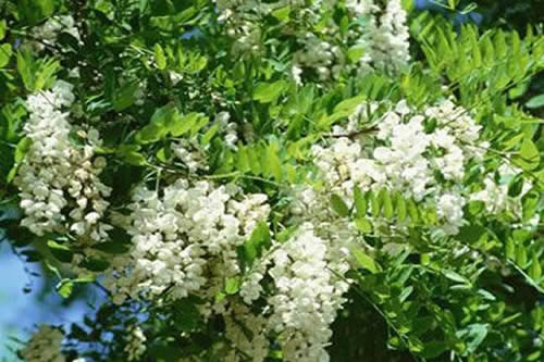 种茶花需要什么技巧 种茶花需要什么技术
