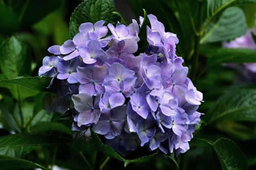 菊花怎么保存不散花瓣