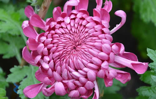 菊花盆栽怎么养?菊花盆栽的方法