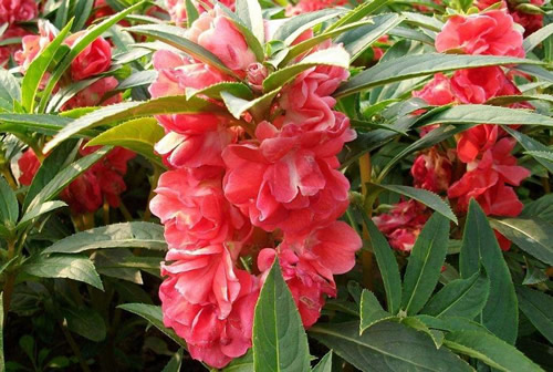 凤仙花的花语是什么?凤仙花的历史传说