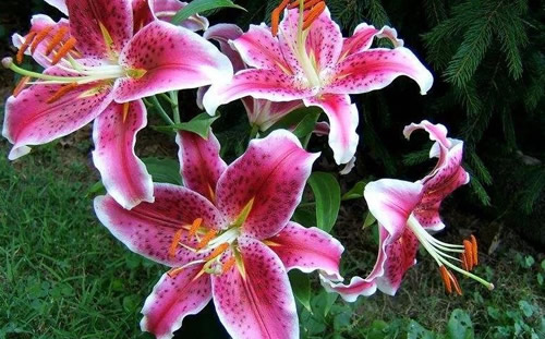 养百合花为什么要剪掉花蕊?怎么养护百合花?