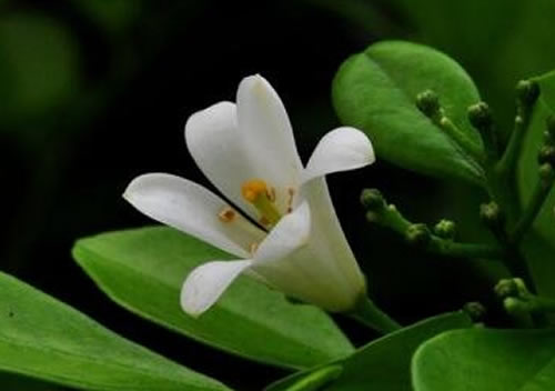 九里香花适合在室内养吗 九里香花期是什么时候