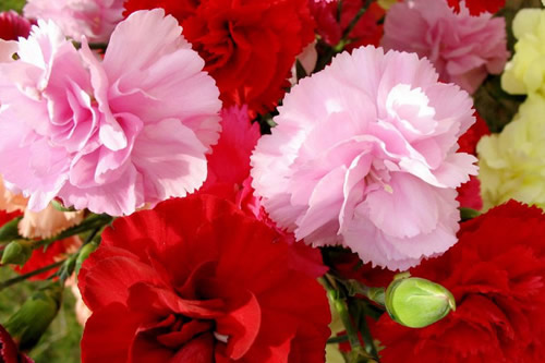 教师节送什么花好 适合教师节送的花有哪些