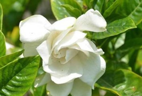 水培栀子花的养殖方法 养护栀子花的注意事项