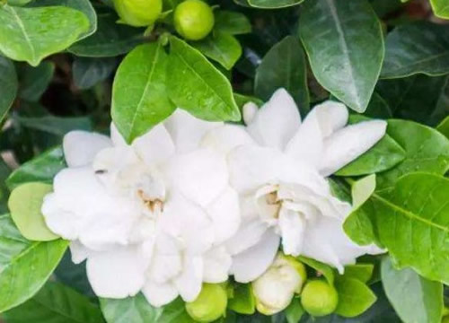 栀子花花蕾掉了怎么回事?栀子花花蕾掉了的原因