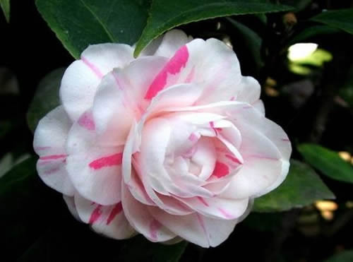 山茶花的花语寓意 山茶花的象征意义