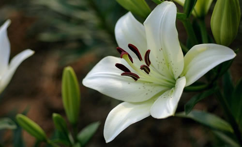 百合花应该怎么种植?百合花养殖方法