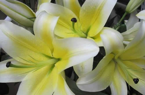 黄天霸百合花的花语是什么?