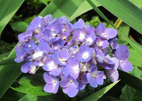 绣球花怎么施肥?绣球花的施肥方法
