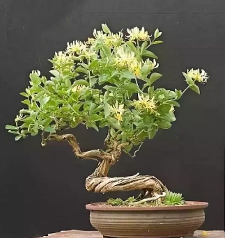 金银花盆景怎么造型？新手怎么栽培管理？