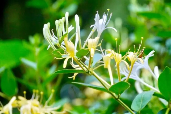 金银花种植方法和步骤有哪些？如何管理？