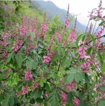 木兰头的繁殖方法有哪些？需要注意些什么？