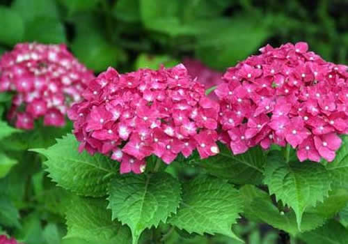 绣球花一天浇几次水? 绣球花多久浇水?