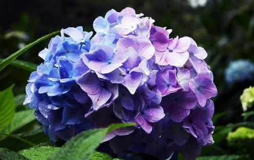 绣球花的花语 绣球花象征什么?