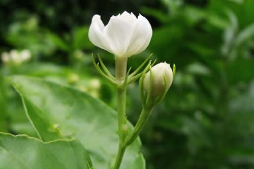 秋天怎么养茉莉花?茉莉花室内怎么养及注意事项
