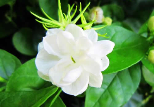 茉莉花怎么浇水?多久浇一次?