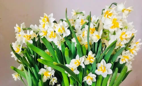 水仙花开花后还可以继续养殖吗?