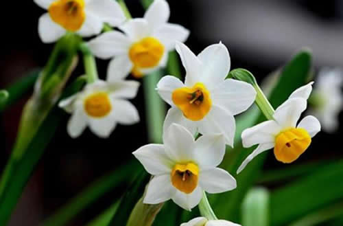 怎么让水仙花开花?让水仙花快速开花的方法