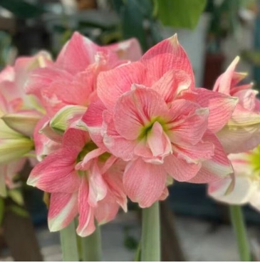 朱顶红什么时候开花？花期怎么施肥？