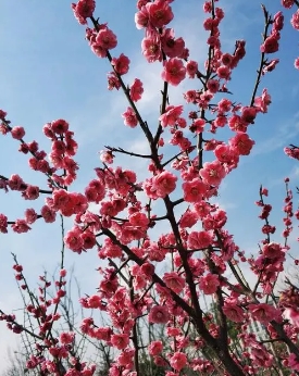 秋季种梅花服盆时间需要多久？移栽注意事项有哪些？