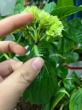 绣球花修剪过后如何养护？施什么肥好？