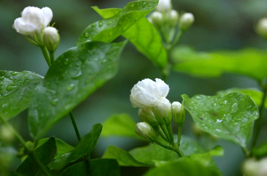 茉莉花叶子掉光了还能发芽吗？怎么预防病虫害？