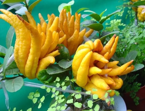 北方佛手盆栽怎么养？几月份开花结果？