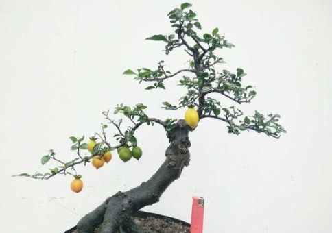 金弹子盆景制作方法有哪些？老桩怎么栽培？