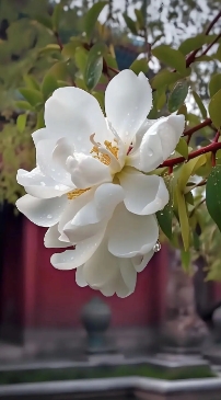 玉兰花黄叶干叶是什么原因？如何补救？