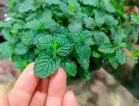 薄荷养护方法和注意事项有哪些？怎么种才能长的很旺盛？