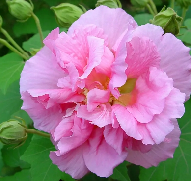 芙蓉花的养植方法有哪些？如何管理？