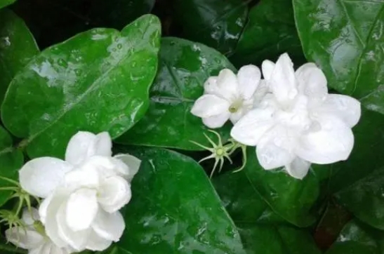大叶茉莉养殖方法有哪些？如何修剪能长的旺？