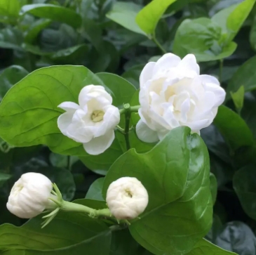 大叶茉莉扦插方法有哪些？新手养殖有哪些技巧？