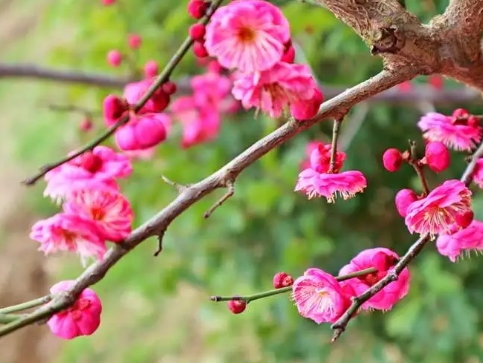 梅花红梅养殖方法有哪些？怎么栽培和管理？