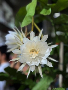 昙花春季可以晒太阳吗？怎么施肥才能长得旺？