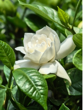 栀子花裸根换盆需要缓苗多久？怎么提高成活率？