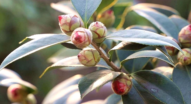 茶花花苞开一两天花就掉了怎么办？怎么施肥？