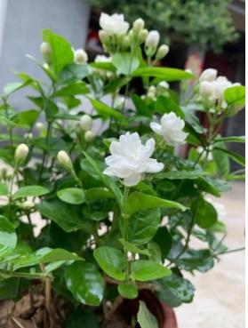 茉莉花什么时候搬到室外合适？新手如何养殖？