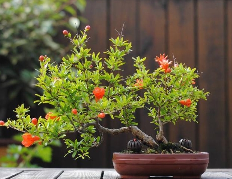 盆栽石榴花怎么修剪？如何栽培和管理？