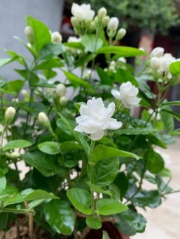 茉莉花烂根的原因是什么？施什么肥最好？