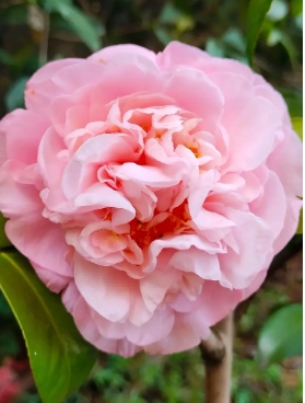 养殖茶花的常见虫害有哪些？怎么处理？