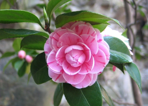 山茶花冬天的养殖方法有哪些？怎么才能安全过冬？