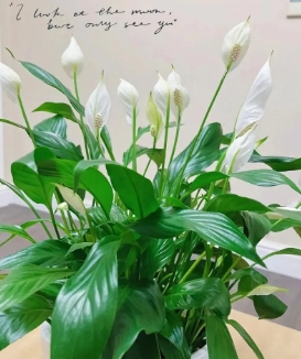 养殖白掌烂根了怎么办？如何处理？