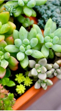 多肉植物栽培方法有哪些？新手养护技巧有哪些？