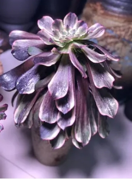 墨法师的繁殖方法有哪些？叶片可以扦插吗？