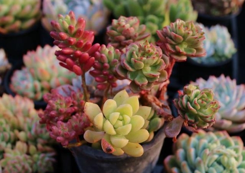 春季多肉植物的养殖方法有哪些？怎么才能长得更旺？