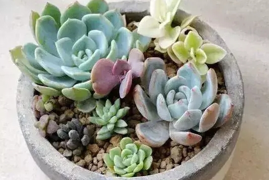 春季如何养多肉植物？怎么养殖和浇水才能长的好？