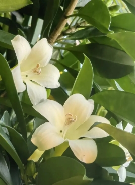 非洲茉莉叶子发黄掉叶怎么办？如何解决？