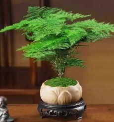 云竹叶子发黄怎么办？如何处理？